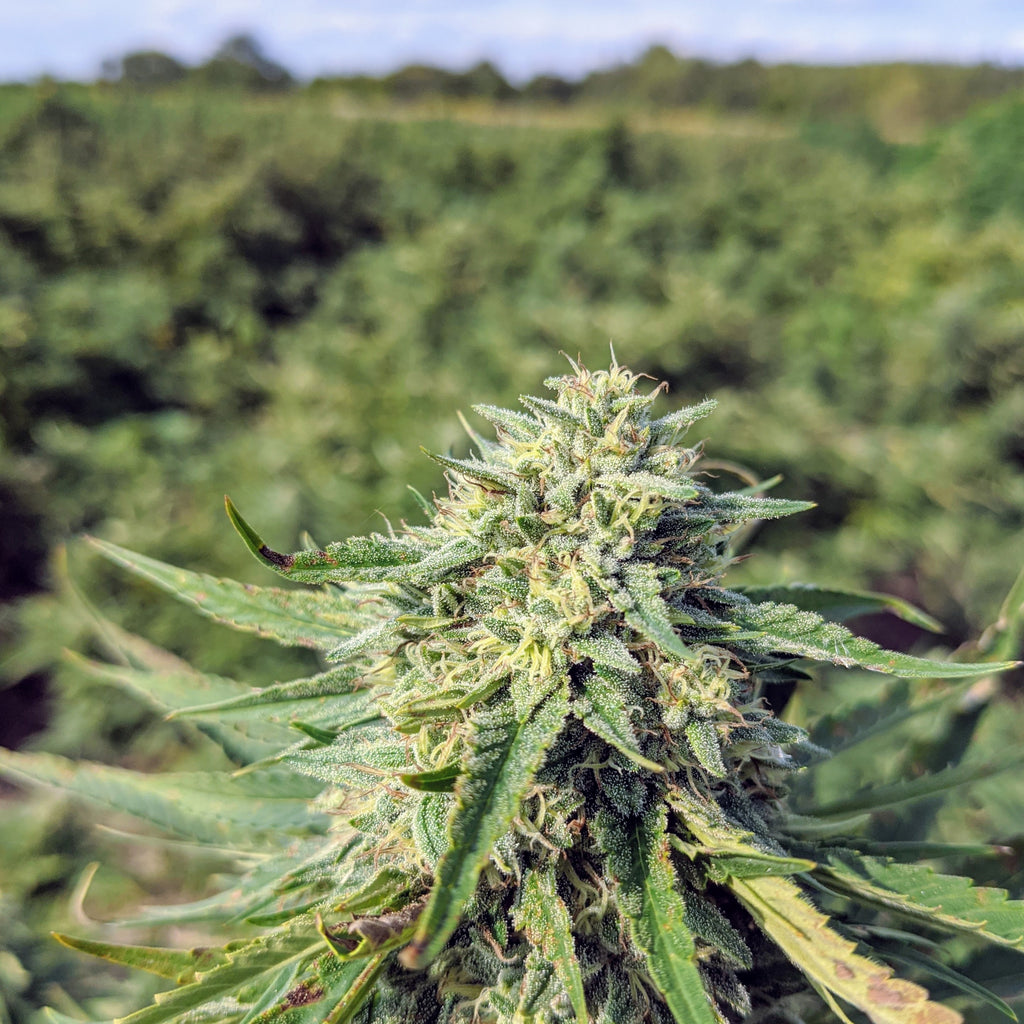 Wholesale CBG Hemp Flowers