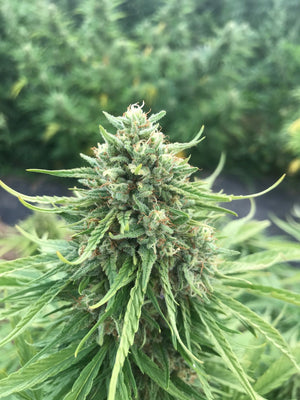 Cherry Blossom Feminized CBD Seeds