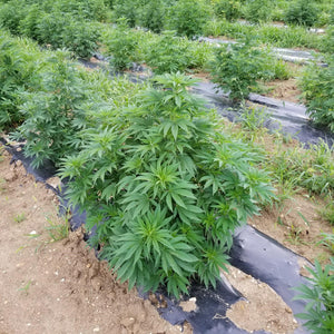 Pre-order Bulk Hemp CBD Flower
