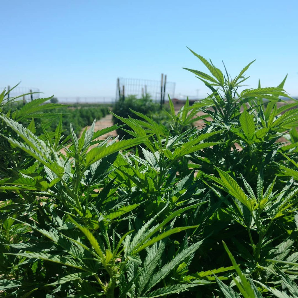 Whole Hemp Plant
