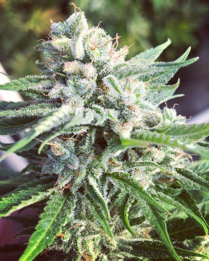 Little Giant Autoflower Feminized Seeds