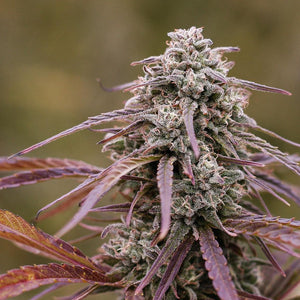 Magic Bullet CBD Flower
